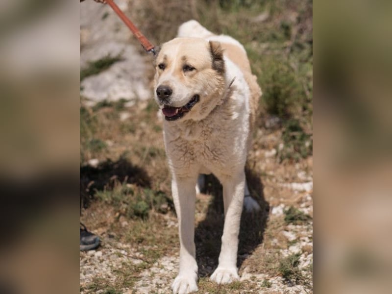 Jack ❤️ so menschenbezogen, verschmust und verträglich!