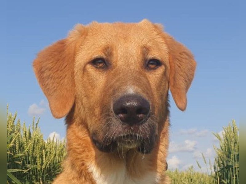 HSH-Mix-Lady ♥Suvi♥ wartet bereits in 63911 Klingenberg/Main