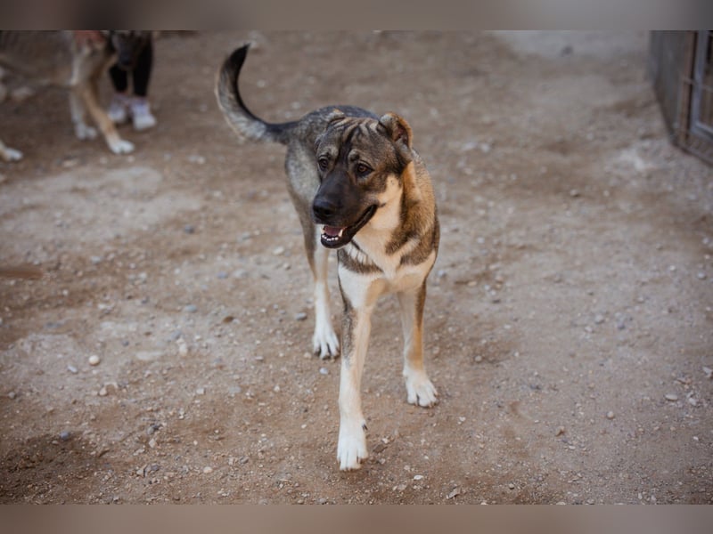 LOTTIE❤️HSH-Mix-Hündin: eine wahre Frohnatur und treue Begleiterin