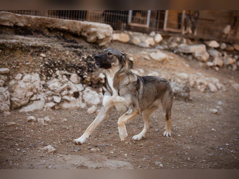 HSH-Mix LILY❤️sanfte, liebe Frohnatur sucht ein großes Zuhause