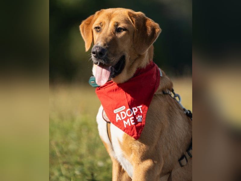 HSH-Mix-Lady ♥Suvi♥ wartet bereits in 63911 Klingenberg/Main