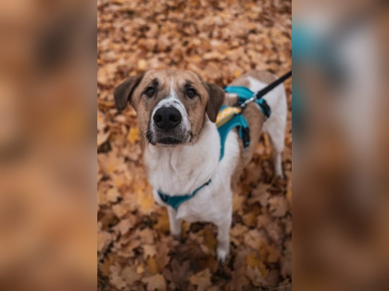 Felicio wartet in 99718 Greussen