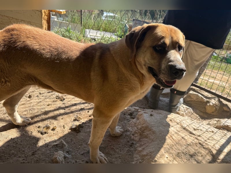 Notfellhündin Honey sucht dringend ihre PS/ES