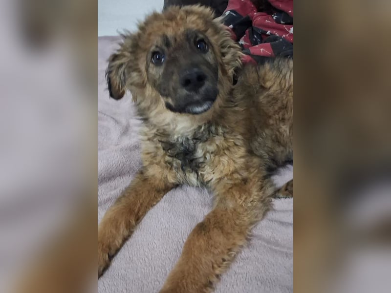 CEDRIC❤️Familienhund mit Kuschelgarantie