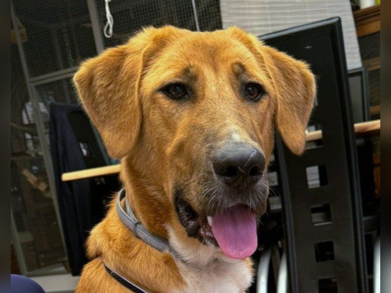 HSH-Mix-Lady ♥Suvi♥ wartet bereits in 63911 Klingenberg/Main