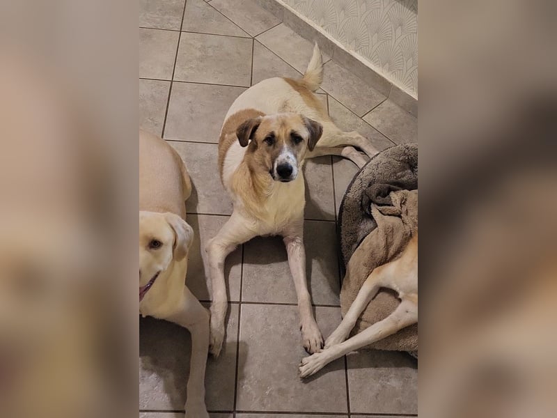 Felicio wartet in 99718 Greussen