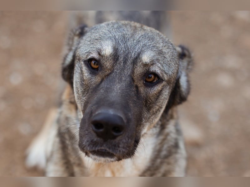 HSH-Mix LILY❤️sanfte, liebe Frohnatur sucht ein großes Zuhause