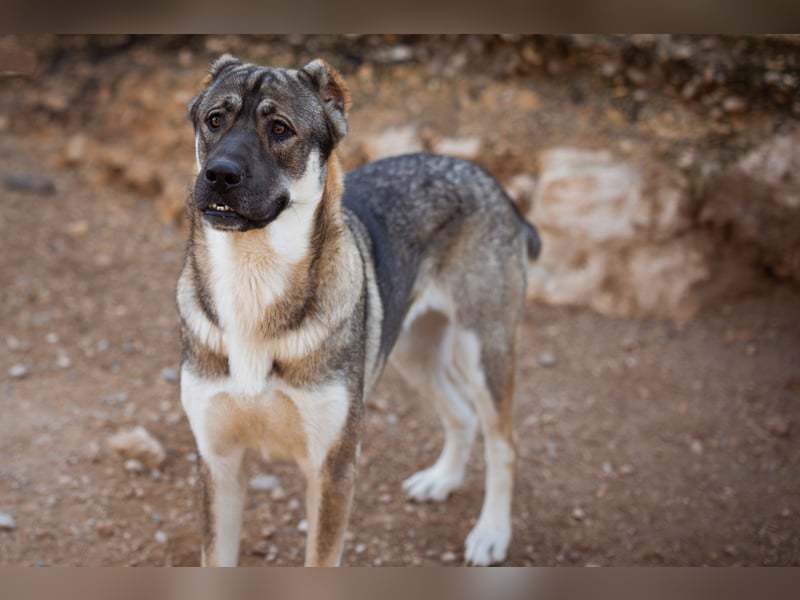 LOTTIE❤️HSH-Mix-Hündin: eine wahre Frohnatur und treue Begleiterin