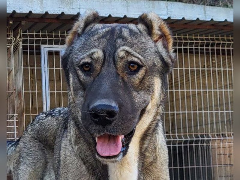 HSH-Mix LILY❤️sanfte, liebe Frohnatur sucht ein großes Zuhause