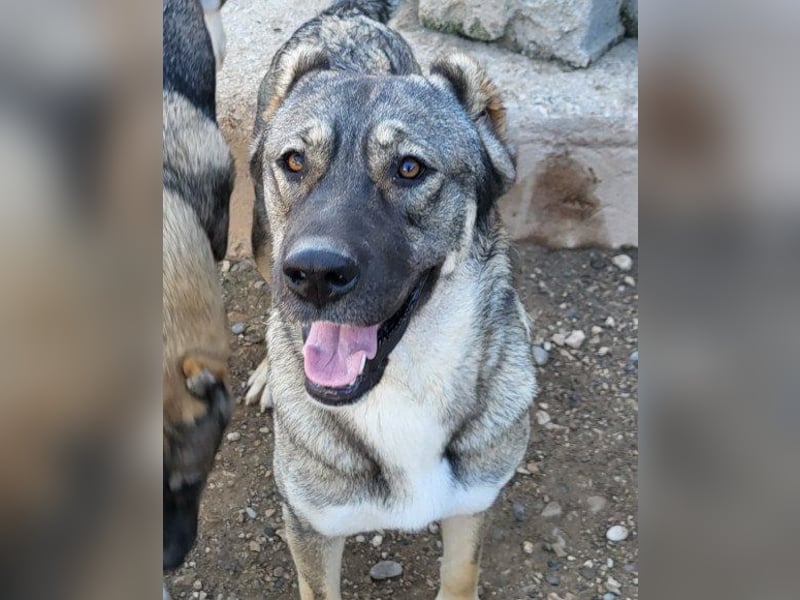 LOTTIE❤️HSH-Mix-Hündin: eine wahre Frohnatur und treue Begleiterin