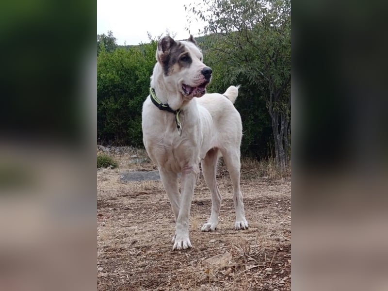 HSH-Mix ♥ Nelica ♥ großer Schatz auf 4 Pfoten