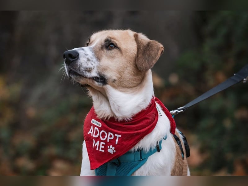 Felicio wartet in 99718 Greussen