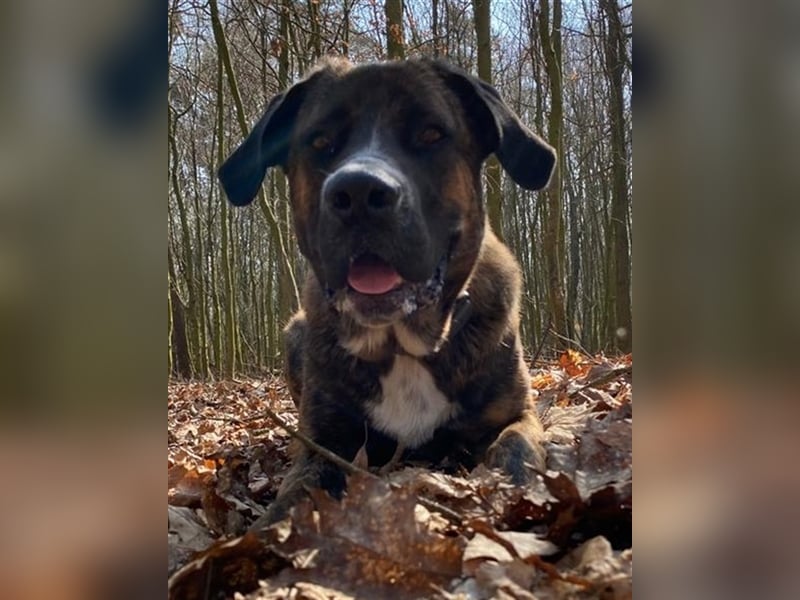 Hanni, geb. ca. 12/2020 lebt bei einer Familie in 59069 Hamm