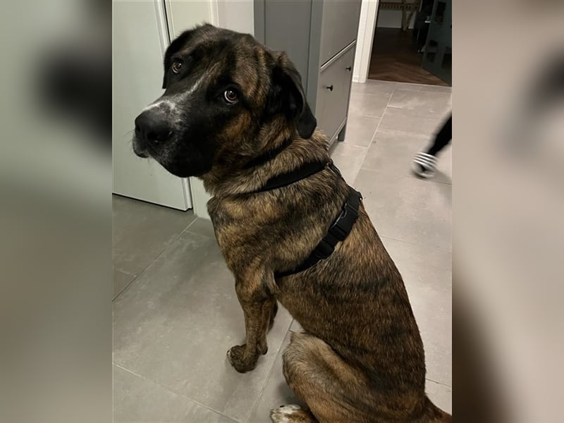 Hanni, geb. ca. 12/2020 lebt bei einer Familie in 59069 Hamm
