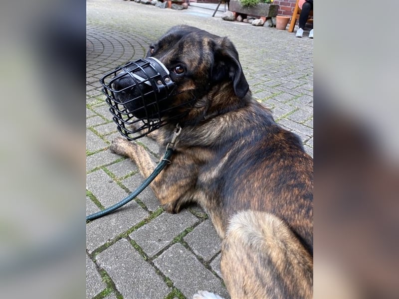 Hanni, geb. ca. 12/2020 lebt bei einer Familie in 59069 Hamm