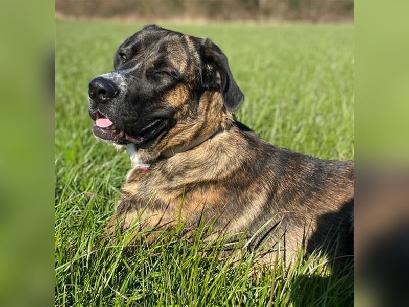 Hanni, geb. ca. 12/2020 lebt bei einer Familie in 59069 Hamm