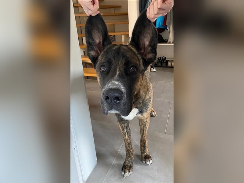 Hanni, geb. ca. 12/2020 lebt bei einer Familie in 59069 Hamm