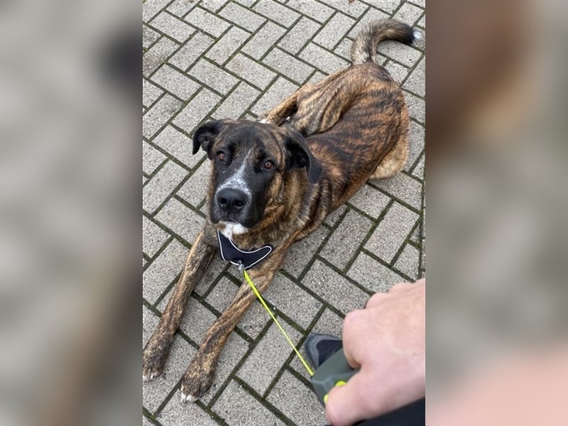 Hanni, geb. ca. 12/2020 lebt bei einer Familie in 59069 Hamm