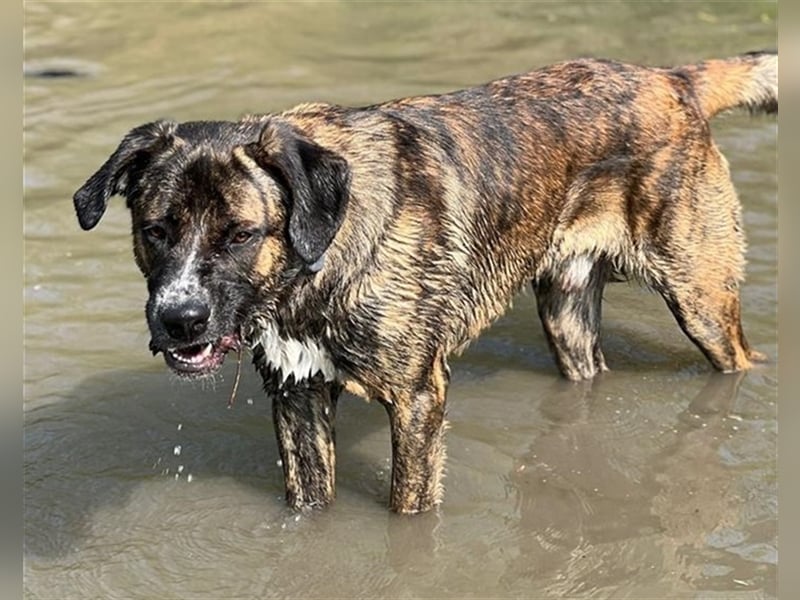 Hanni, geb. ca. 12/2020 lebt bei einer Familie in 59069 Hamm