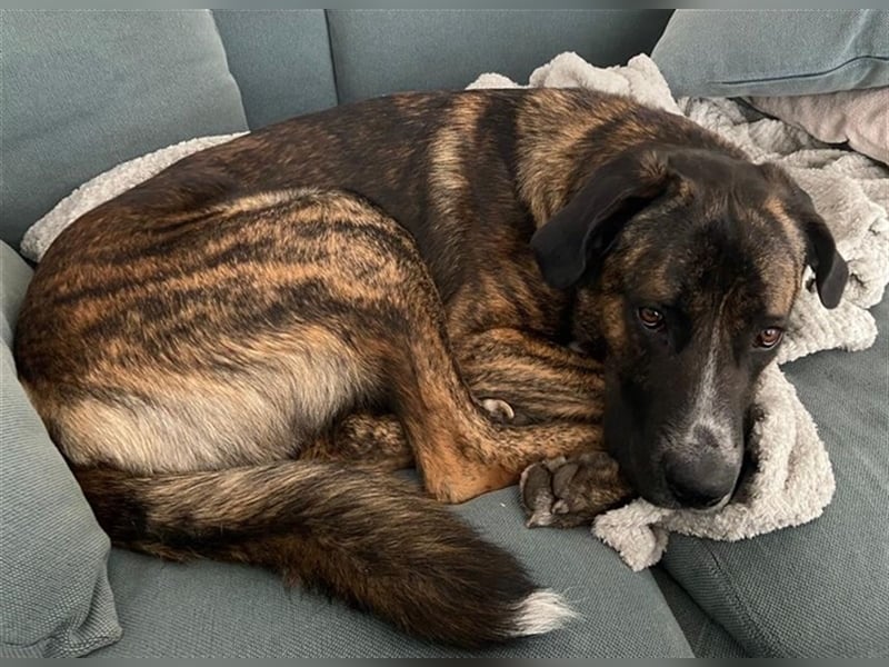 Hanni, geb. ca. 12/2020 lebt bei einer Familie in 59069 Hamm