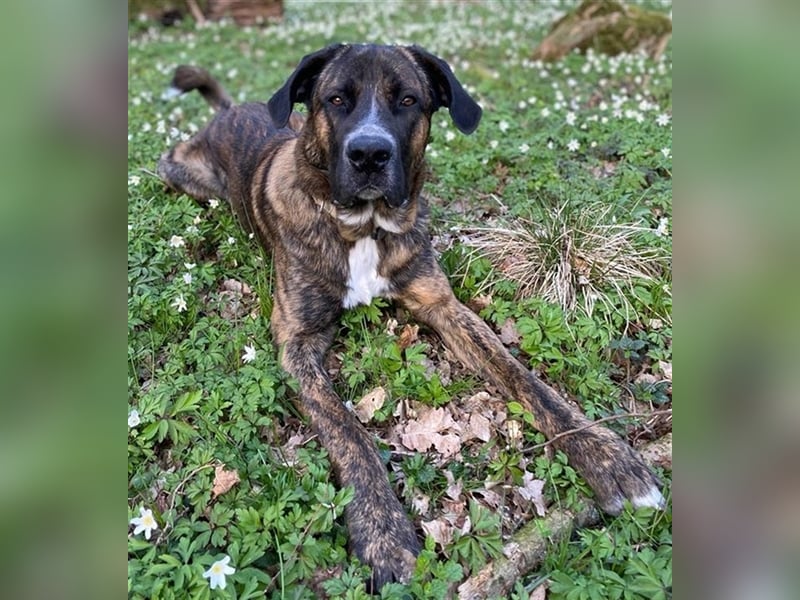 Hanni, geb. ca. 12/2020 lebt bei einer Familie in 59069 Hamm
