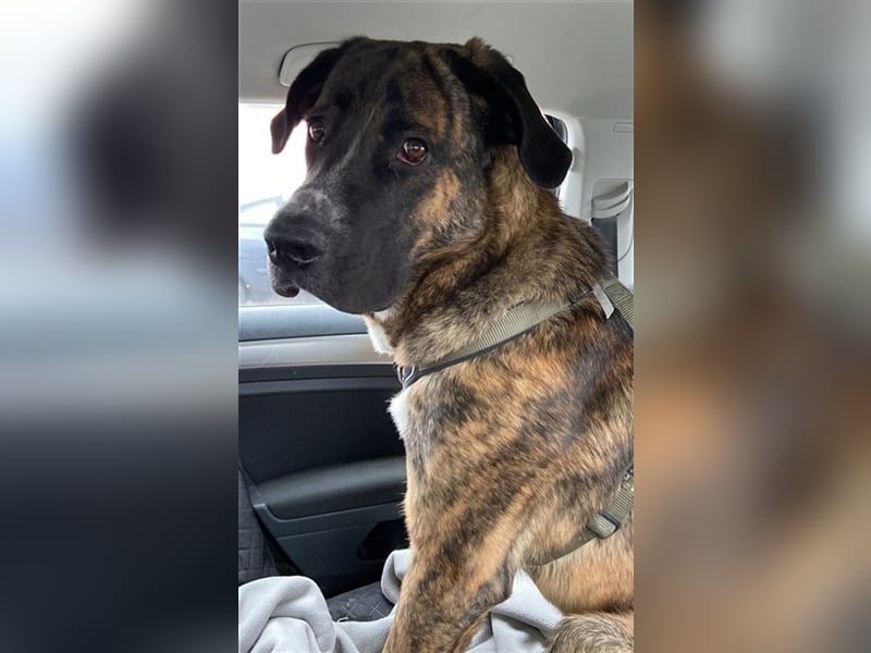 Hanni, geb. ca. 12/2020 lebt bei einer Familie in 59069 Hamm