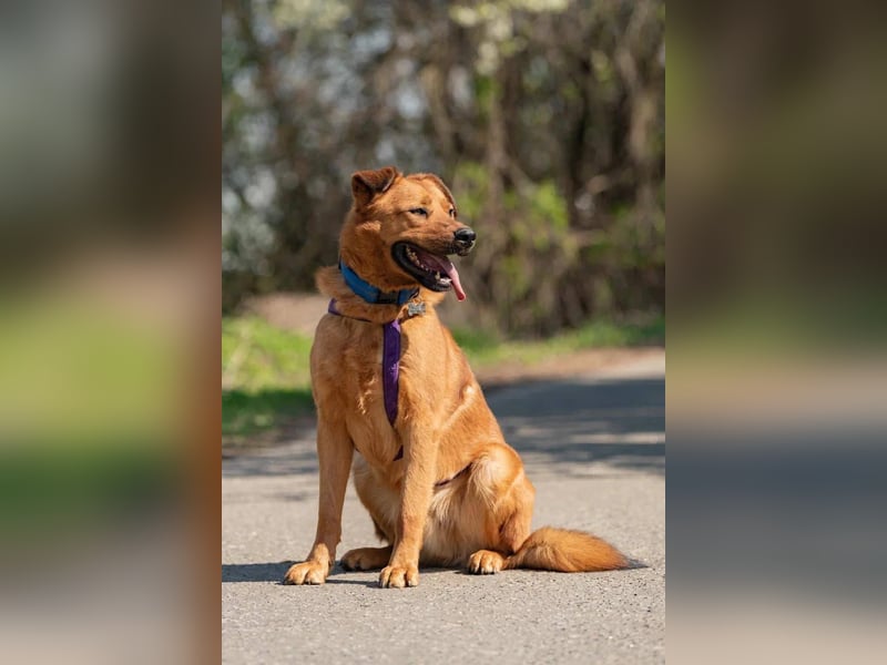 Wunderbarer Mandarin sucht seine Familie