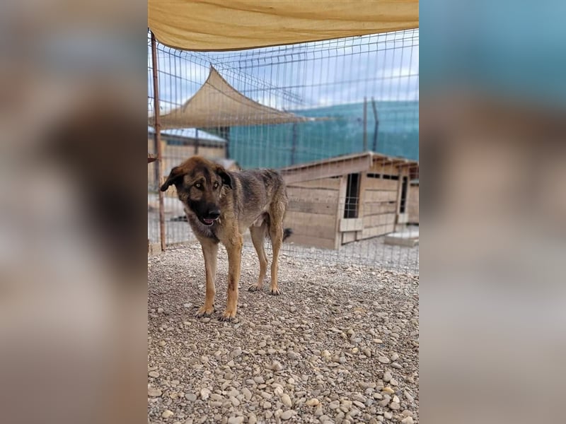 Kalu - große, sanfte Seele, ca. 65cm, *2019 sucht liebevolle Familie