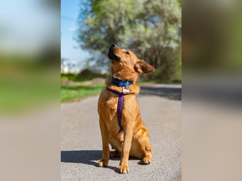 Wunderbarer Mandarin sucht seine Familie