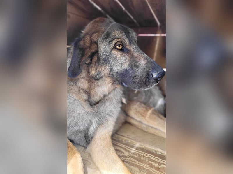 Kalu - große, sanfte Seele, ca. 65cm, *2019 sucht liebevolle Familie