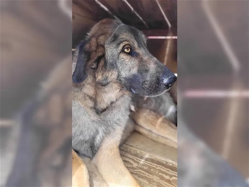 Kalu - eine Seele von einem Hund, zu allem und jedem freundlich