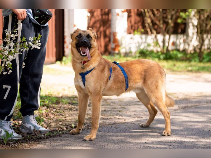 Freundlicher Waldaj sucht sein Zuhause