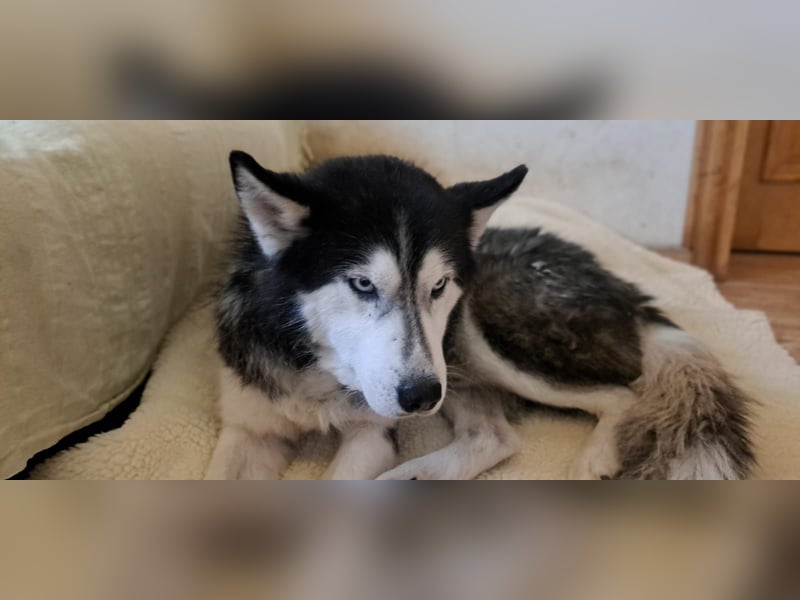Husky-Mischling Odin hat Katzen (nicht zum fressen) gern