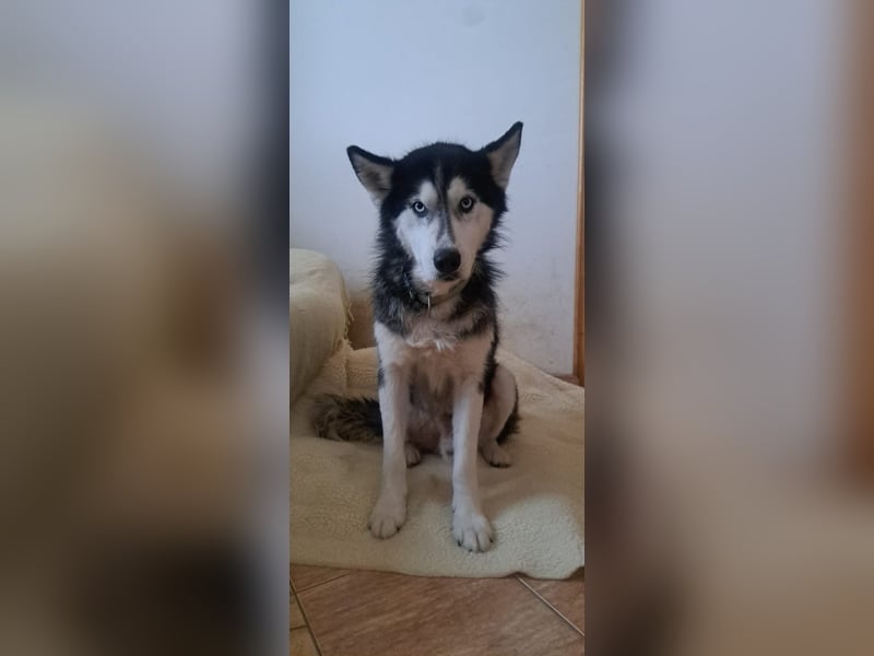 Husky-Mischling Odin hat Katzen (nicht zum fressen) gern