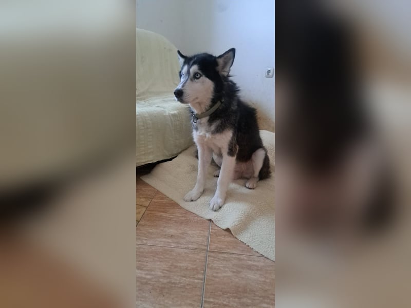 Husky-Mischling Odin hat Katzen (nicht zum fressen) gern