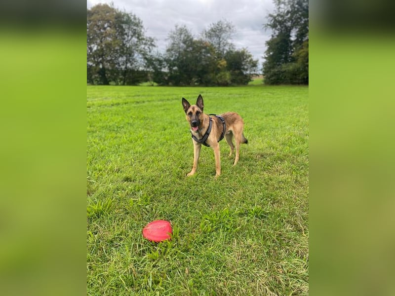 Nacho – kluger Malinois sucht ein aktives Zuhause