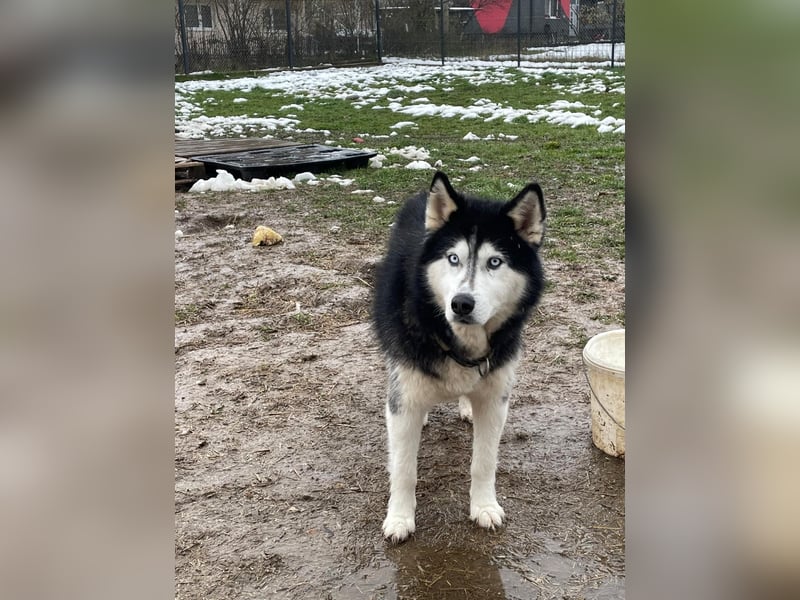 Husky-Mischling Odin hat Katzen (nicht zum fressen) gern