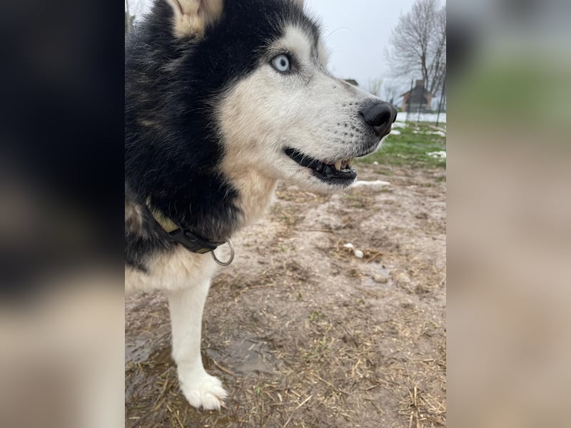 Husky-Mischling Odin hat Katzen (nicht zum fressen) gern