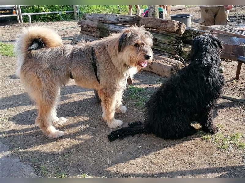 Pechvogel Alf sucht seine Familie für immer
