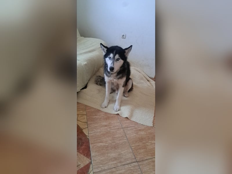 Husky-Mischling Odin hat Katzen (nicht zum fressen) gern