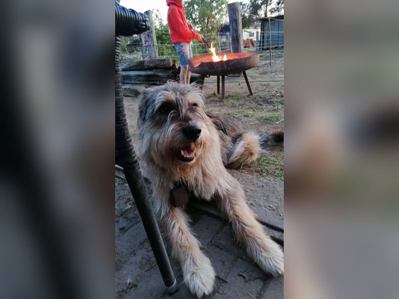 Pechvogel Alf sucht seine Familie für immer