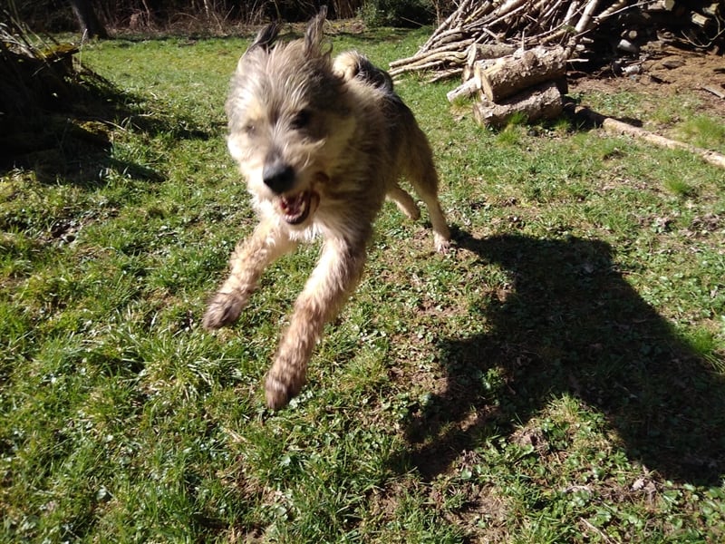 Ein Freund mit Energie sucht sportliche Leute - Alf
