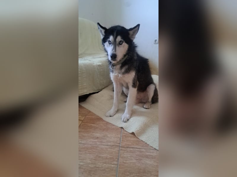 Husky-Mischling Odin hat Katzen (nicht zum fressen) gern