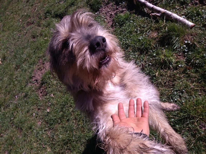 Ein Freund mit Energie sucht sportliche Leute - Alf