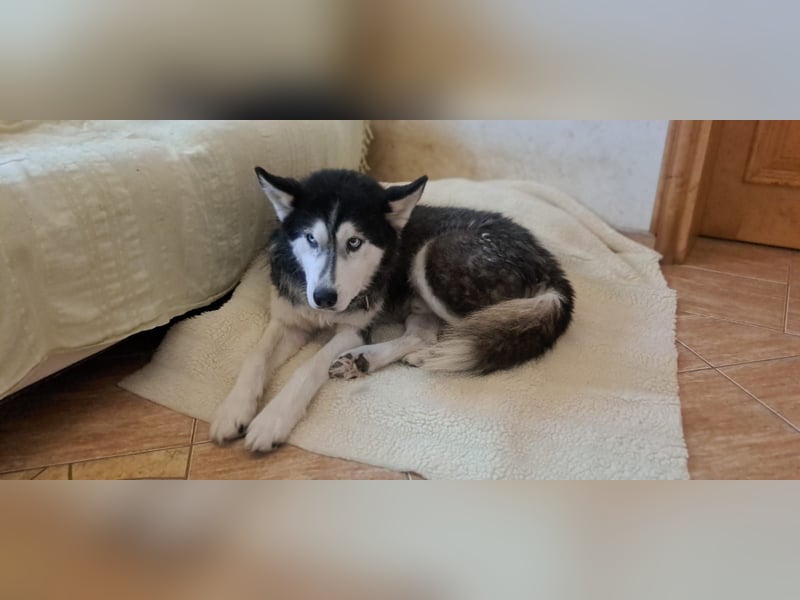 Husky-Mischling Odin hat Katzen (nicht zum fressen) gern