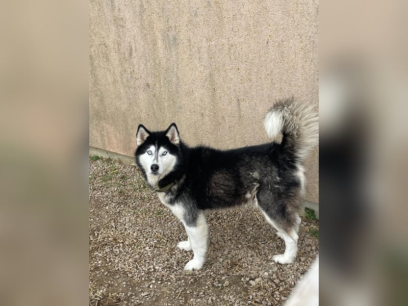 Husky-Mischling Odin hat Katzen (nicht zum fressen) gern