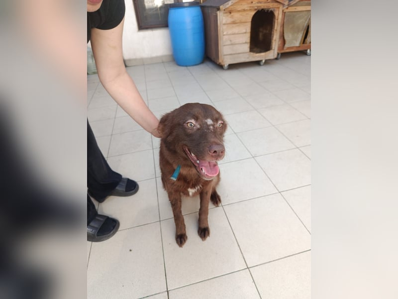 Ruby - Geschlagene Hündin von der Straße sucht liebevolles Zuhause - aktuell in Rumänien