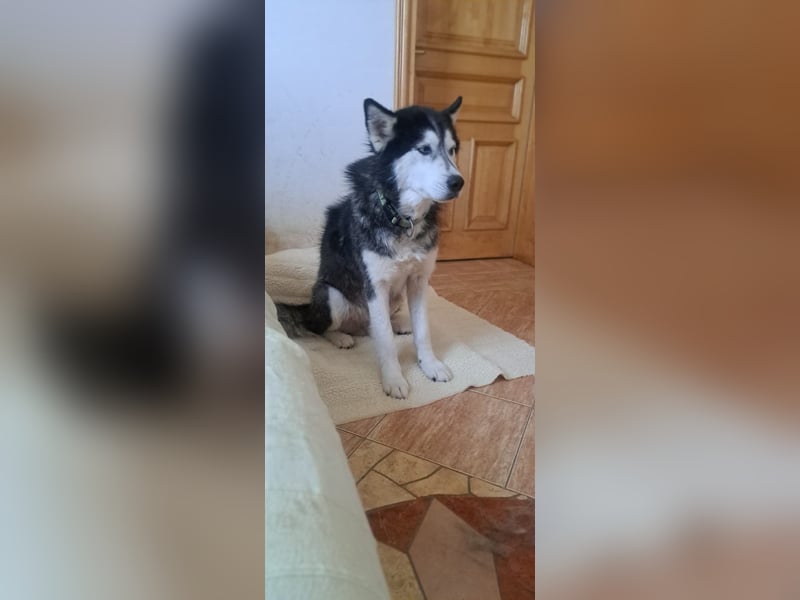 Husky-Mischling Odin hat Katzen (nicht zum fressen) gern