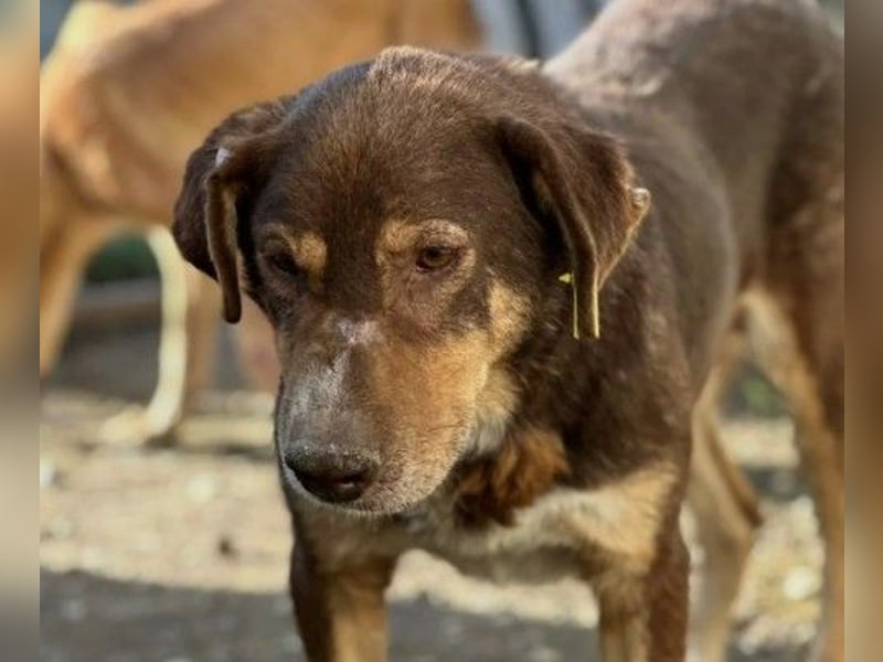 SANTO - liebenswerter SENIOR sucht warmes Körbchen