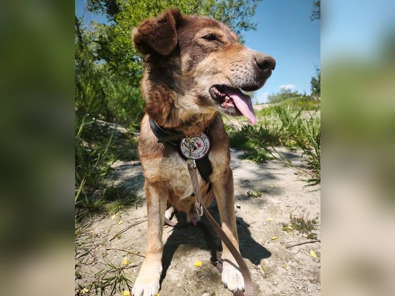 SANTO - liebenswerter SENIOR sucht warmes Körbchen